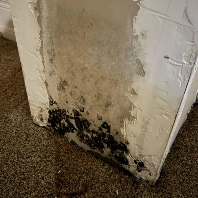 Professional Mold Removal in Millersville, TN